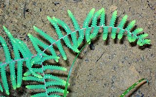 File:320px-Coral Fern Elvina Bay.jpg
