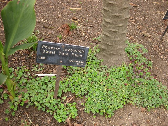 File:640px-IMG 3985 hunt0904.jpg