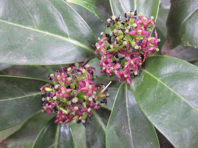 File:640px-IMG 4637 hunt0904.jpg