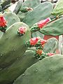 File:90px-Opuntia cochenillifera.jpg