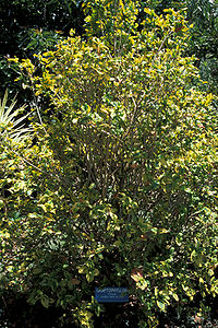File:200px-Starr 980529-4168 Graptophyllum pictum.jpg