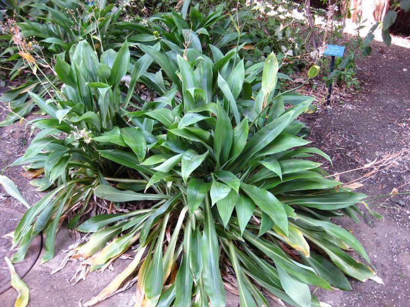 File:800px-IMG 2343 ucla09.jpg