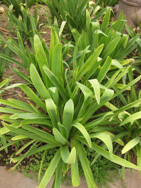 File:450px-IMG 6831 hunt09jun.jpg