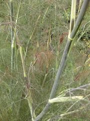 File:180px-IMG 6912 hunt09jun.jpg