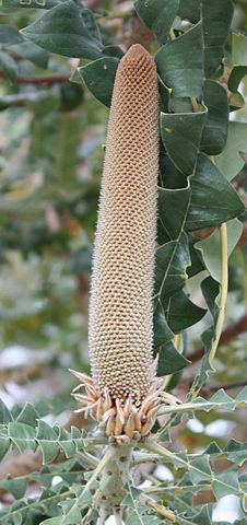 File:226px-Banksia grandis inflorescence in early bud.jpg