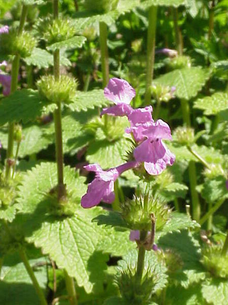 File:450px-Stachys macrantha1.jpg