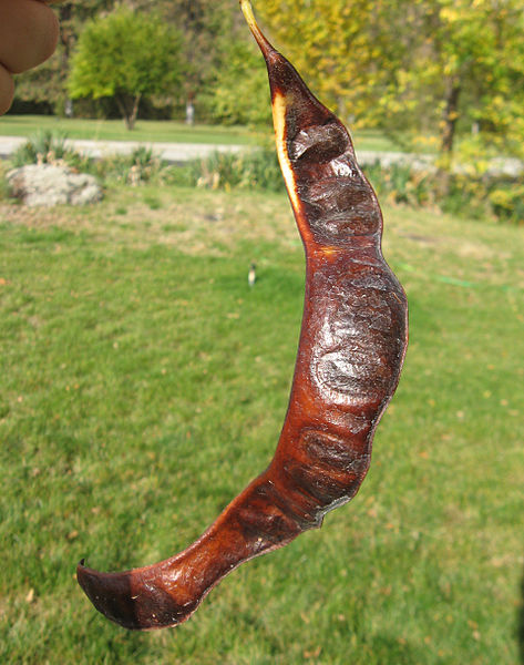 File:473px-Gleditsia triacanthos Maryhill Museum.jpg