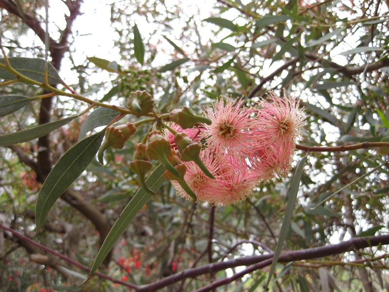 File:800px-IMG 4850 hunt0904.jpg