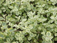 File:200px-Gnaphalium supinum0.jpg