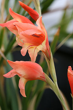 File:240px-Gladiolus dalenii.jpg
