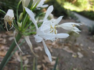 File:320px-IMG 1891 hunt09oct.jpg