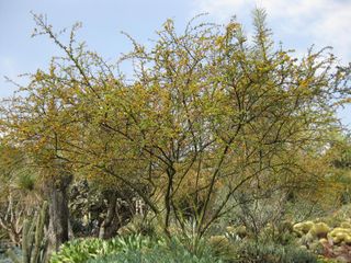 File:320px-IMG 4381 hunt0904.jpg