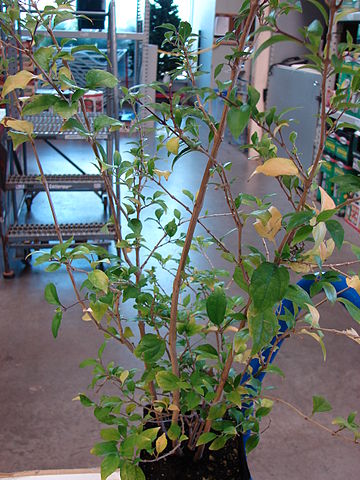 File:360px-Starr 080103-1457 Thunbergia erecta.jpg