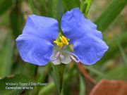 File:180px-Day Flower.jpg