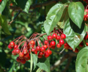 File:180px-Ripe crab apple fruit.jpg