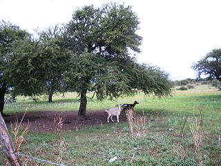 File:320px-Acacia-schaffneri-goat-forage.jpg