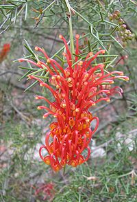 File:200px-Grevillea treueriana.jpg