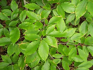 File:320px-Fagus grandifolia foliage.jpg