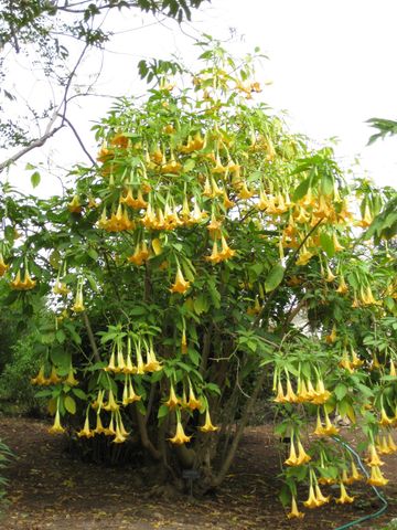 File:360px-IMG 4985 hunt0904.jpg