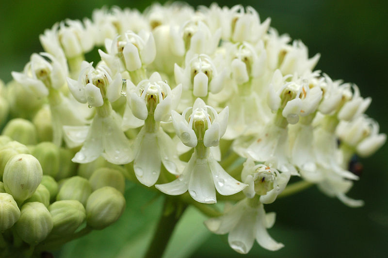 File:800px-Swamp Milkweed Asclepias incarnata 'Ice Ballet' Flowers.jpg
