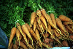 File:240px-Carrot.jpg