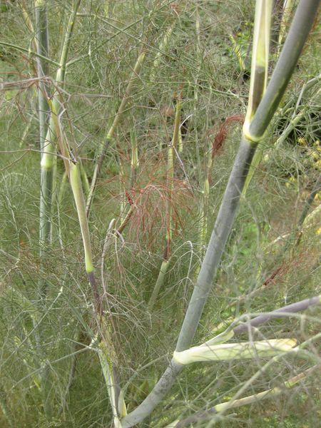 File:450px-IMG 6912 hunt09jun.jpg