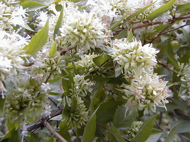 File:640px-Abelia chinensis RJB1.jpg