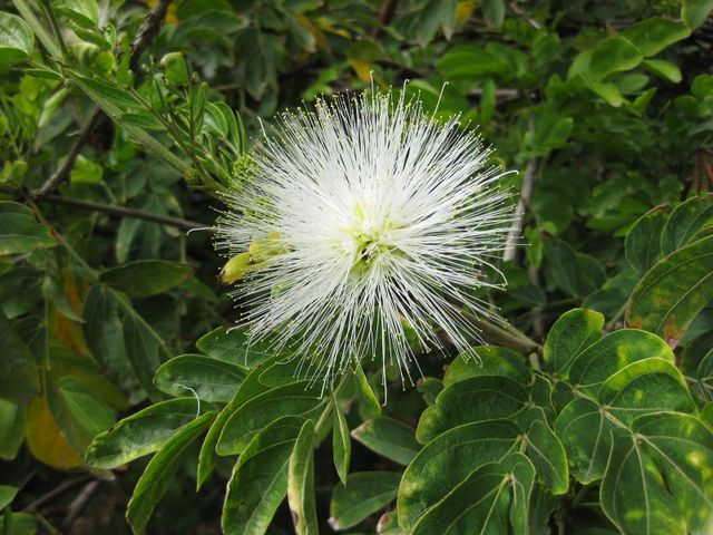 File:640px-IMG 5037 hunt0904.jpg