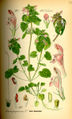 File:72px-Illustration Lamium purpureum0.jpg
