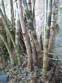 File:200px-Dendrocalamus asper.jpg