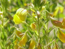 File:225px-Ononis natrix0.jpg