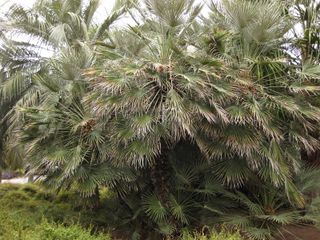 File:320px-IMG 4005 hunt0904.jpg