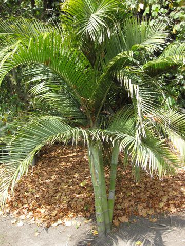 File:360px-IMG 4166 hunt0904.jpg