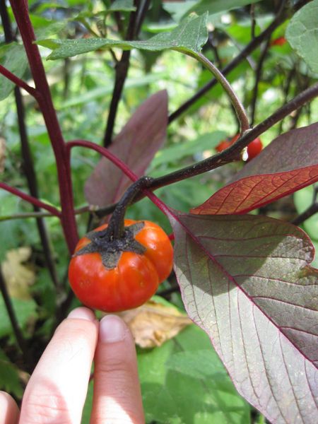 File:450px-IMG 0604 bbg09.jpg