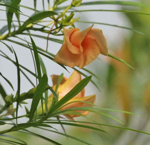 File:Yellow Oleander (Thevetia peruviana) leaves & flowers in Kolkata W IMG 8008.jpg
