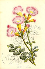 File:180px-Incarvillea emodi - Lemaire.jpg
