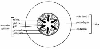File:325px-Root(cross section).jpg