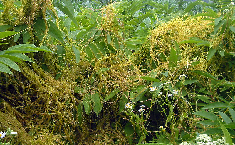 File:800px-Cuscuta europaea bgiu.jpg