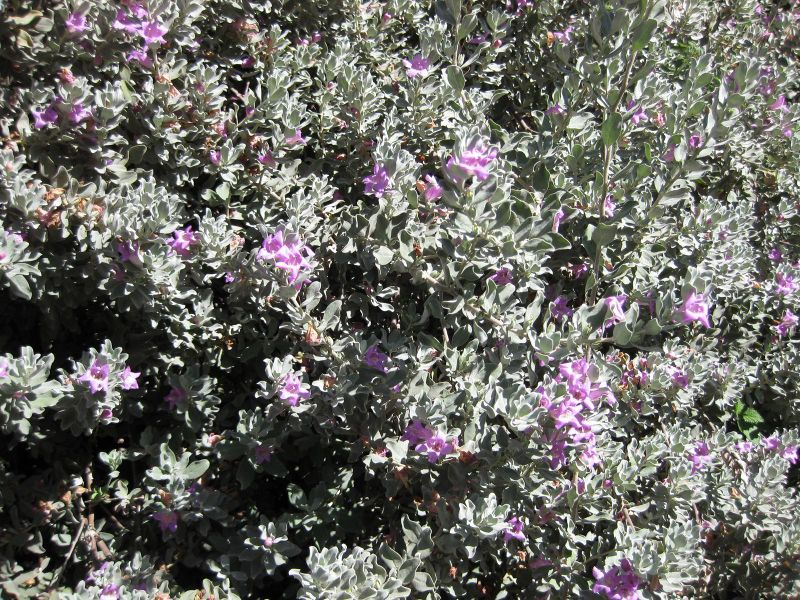 File:800px-IMG 1694 hunt09oct.jpg