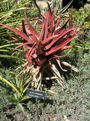 File:180px-Aloe cameronii-IMG 0279 hunt07.jpg