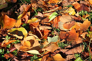 File:320px-Liriodendron tulipifera 'Mediopictum' JPG1c.jpg