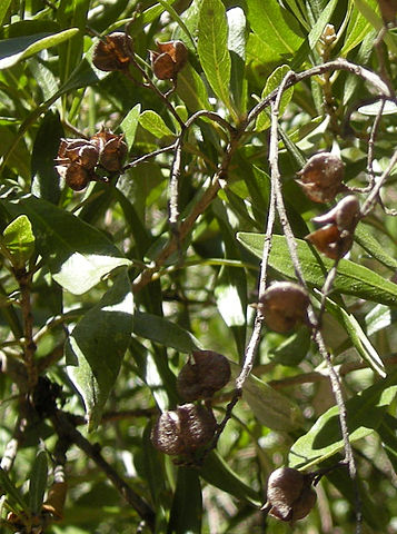 File:357px-Bursaria spinosa opened fruit.jpg