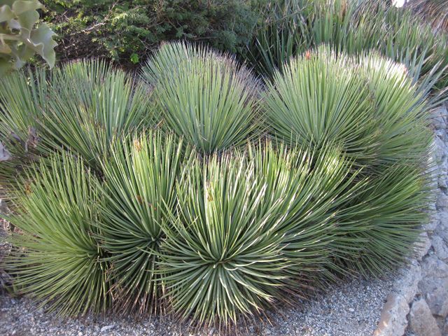 File:640px-IMG 2761 ucla09.jpg