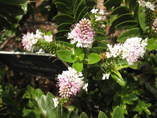 File:640px-IMG 7362 hunt09jun.jpg