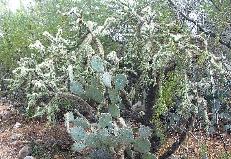 File:800px-Jumping Cholla-JRO.jpg