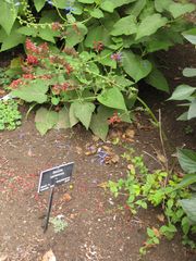 File:180px-IMG 7040 hunt09jun.jpg