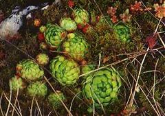 File:240px-Loch 4.jpg