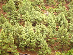 File:240px-Pinus canariensis (Barlovento) 01 ies.jpg