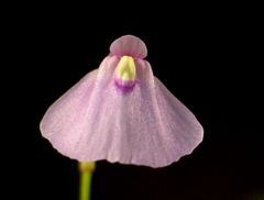 File:240px-Utricularia dichotoma.jpg