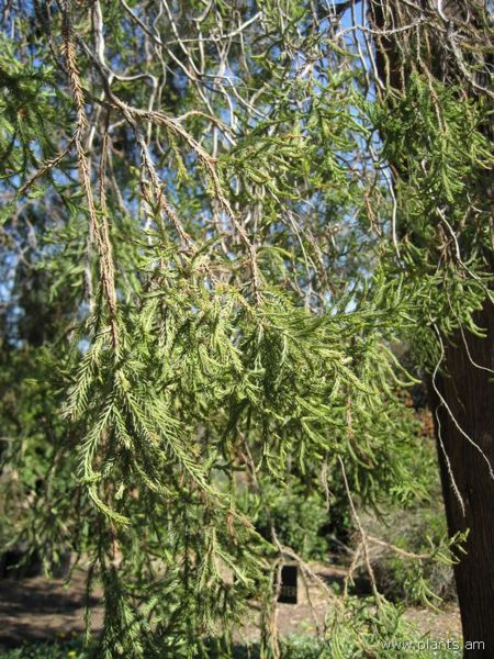 File:450px-Juniperus bermudiana-IMG 0751 hunt07.jpg